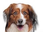 Kooikerhondje for dog ecards