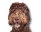 Labradoodle for dog ecards