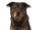 Labrador Rottweiler Mix for dog ecards