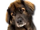 Leonberger for dog ecards