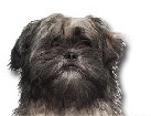 Lhasa Apso for dog ecards