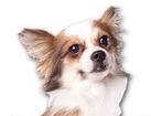 Longhair Chihuahua for dog ecards
