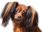 Longhaired Russian Toy Terrier for dog ecards