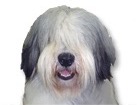 Polish Lowland Sheepdog for dog ecards