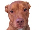 Brown Pit Bull Terrier for dog ecards