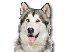 Alaskan Malamute for dog ecards