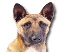 Belgian Malinois for dog ecards