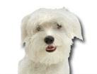 Maltese for dog ecards