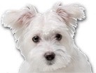 Maltese Mix for dog ecards