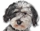 Maltese Mix for dog ecards