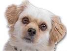 Maltese Shih Tzu Mix for dog ecards