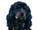 Black and Tan Cocker Spaniel for dog ecards