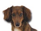 Miniature Dachshund for dog ecards
