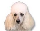 Miniature Poodle for dog ecards