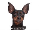 Miniature Pinscher for dog ecards