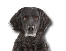Black Mixed Breed Dog for dog ecards