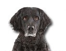 Mixed Breed Dog for dog ecards