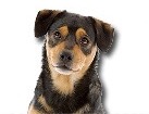 Cute Mixed Breed Dog for dog ecards