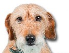Mixed Breed Dog for dog ecards