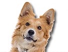 Tan Mixed Breed Dog for dog ecards
