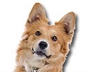 Mixed Breed Dog for dog ecards