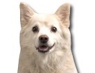 American Eskimo Dog for dog ecards