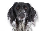 Munsterlander for dog ecards