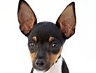 Miniature Pinscher Mix for dog ecards