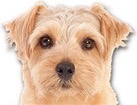 Norfolk Terrier for dog ecards