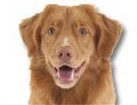 Nova Scotia Duck Tolling Retriever for dog ecards