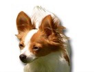 Papillon for dog ecards