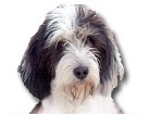 Petit Basset Griffon Vendeen for dog ecards