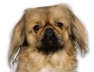 Pekingese for dog ecards