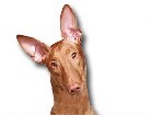 Pharaoh Hound for dog ecards
