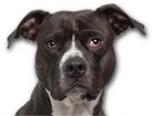 Pit Bull for dog ecards