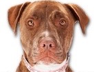 Brown Pit Bull for dog ecards