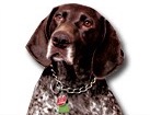 German Shorthaired Pointer for dog ecards