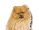 Pomeranian for dog ecards