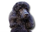 Black Standard Poodle for dog ecards