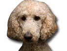 Poodle for dog ecards