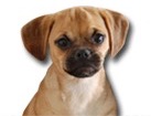 Puggle for dog ecards