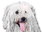 Puli for dog ecards