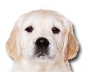 Puppy for dog ecards