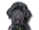 Portuguese Water Dog for dog ecards