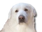 Great Pyrenees for dog ecards