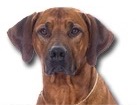 Rhodesian Ridgeback for dog ecards