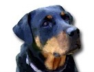 Rottweiler for dog ecards