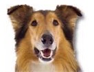 Rough Collie for dog ecards