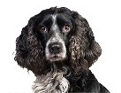 Russian Spaniel for dog ecards