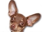 Russian Toy Terrier for dog ecards